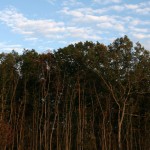 The forest preserve. 56+ Acres of lush nature walks awaits your dog.