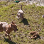 Check out some of our pups playing out on the field.