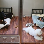 The Green Leaf's Royal Suite houses a family of 3.