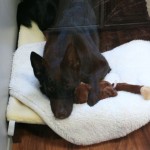 Comfy beds make for lazy dogs. (This guy just got back from agility training though, so he deserves a break.)
