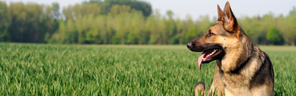 Dog Imports | The Green Leaf