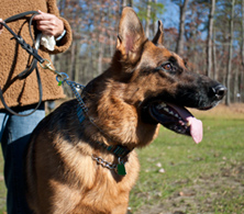 img_obedience1