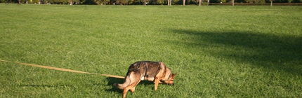 sec_img_dog_imports