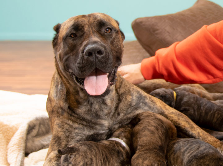 Greenleaf Pet Resort Millstone