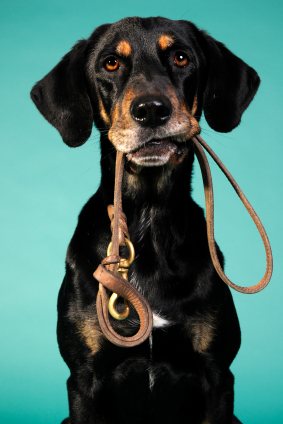 dog__iStock_000011217699XSmall