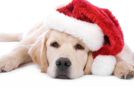 santa-dog