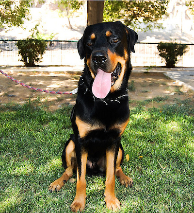 Get to Know the Breeds Rottweiler Green Leaf Pet ResortGreen