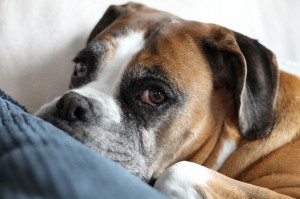 boxer