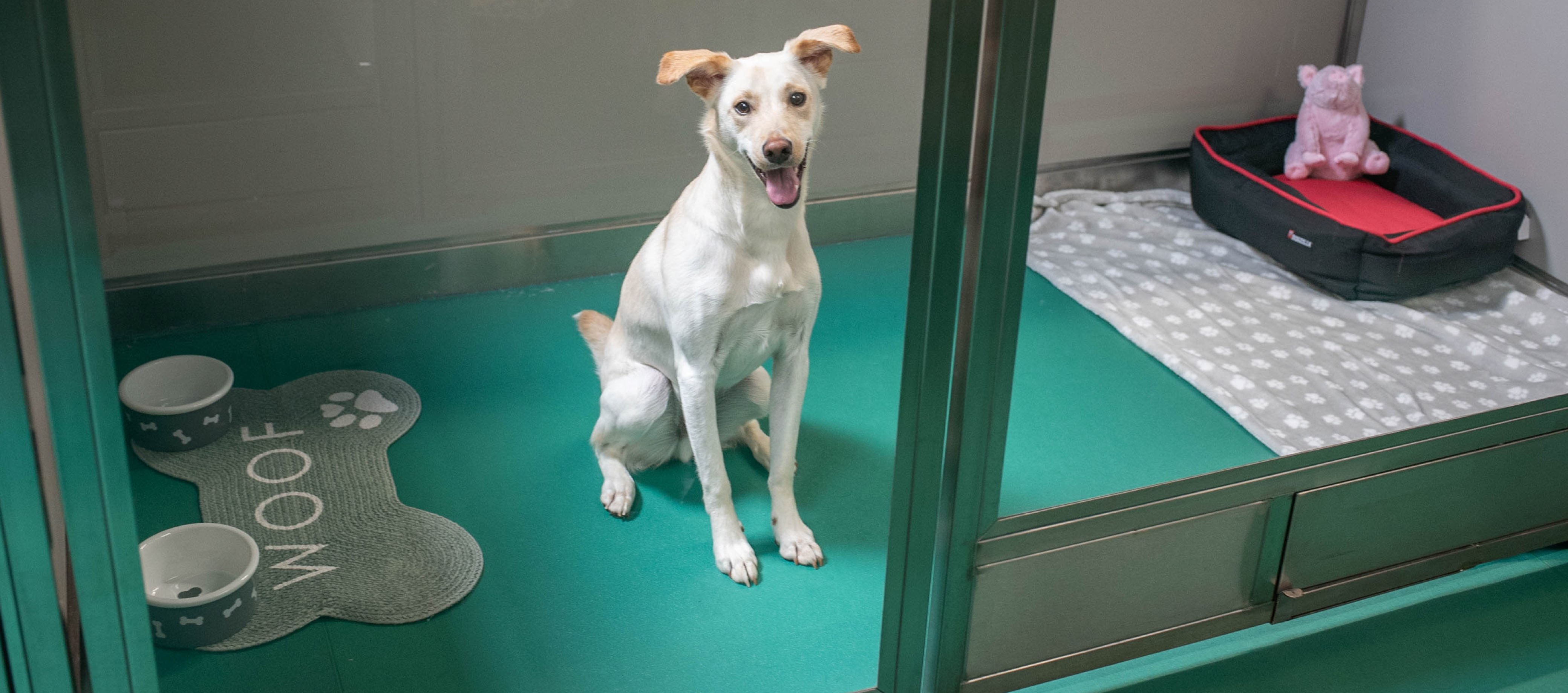 pet boarding for travellers