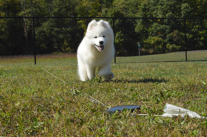 White dog chasing lure course towards camera
