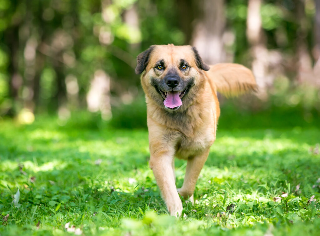 Dog approaching camera with mouth open showing teeth.