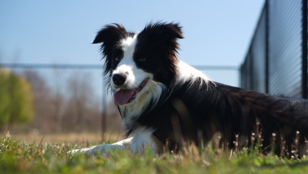 Dog sitting in field of grass.