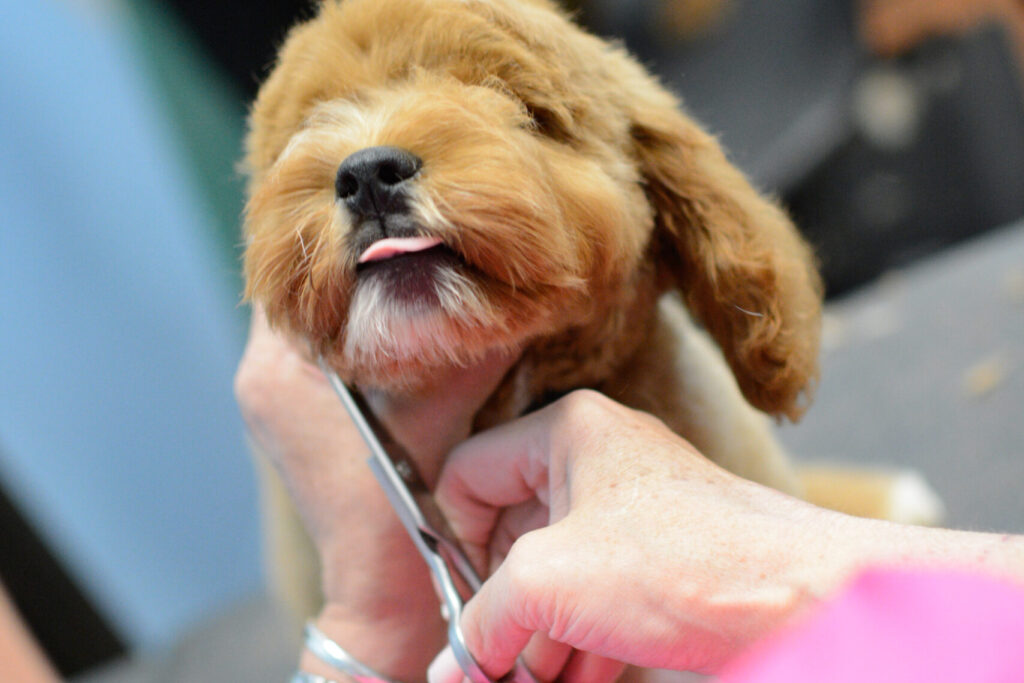 Dog getting groomed while sticking his tongue out