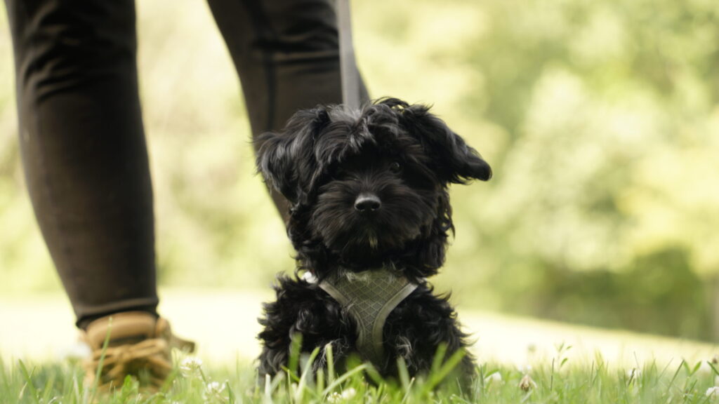 Dog boarding deals for training