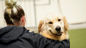 Golden retriever looks over trainers shoulder happily at camera