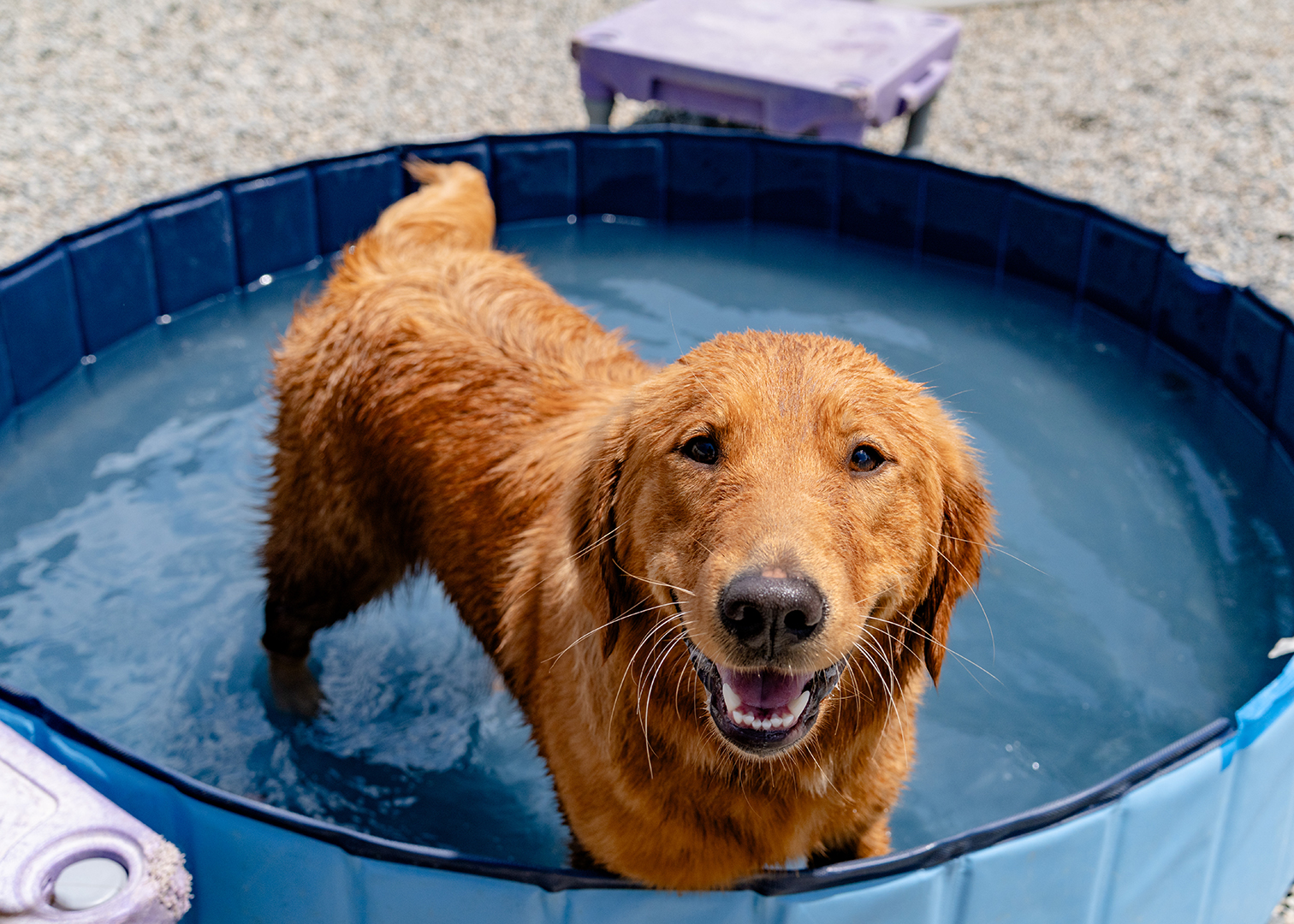 Fun Summer Activities That Boost Your Dog’s Mood, Health, and Social Skills