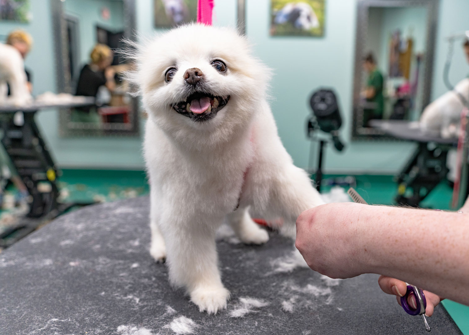 The Importance of Dog Grooming