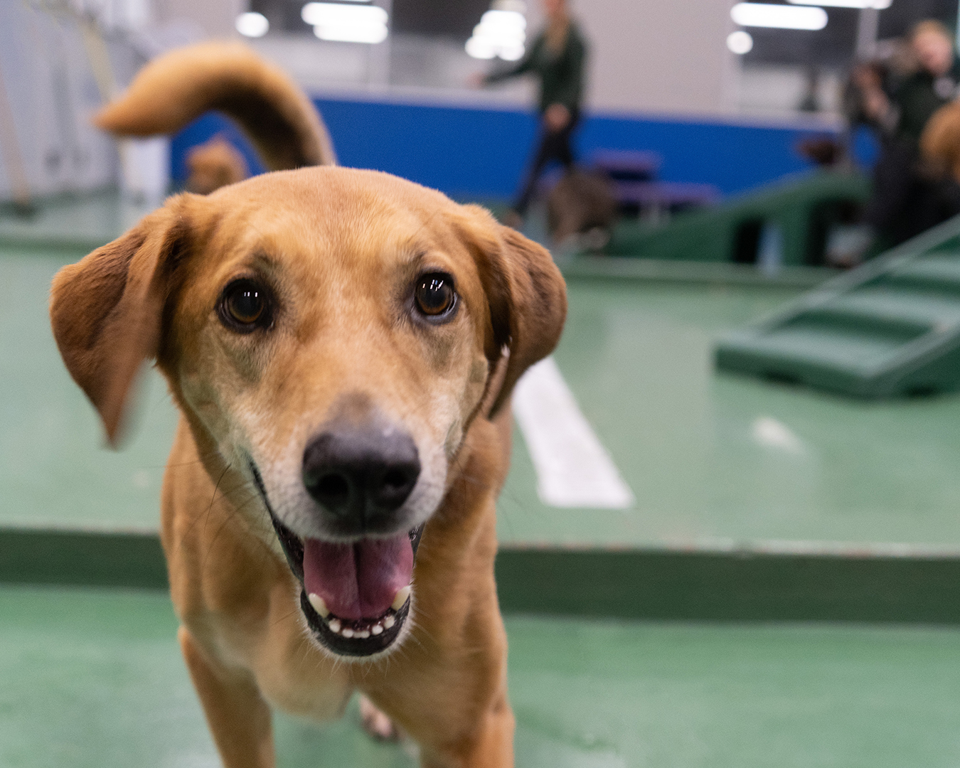 Back-to-School, Back-to-Daycare: Helping Your Dog Adjust to a Quieter House